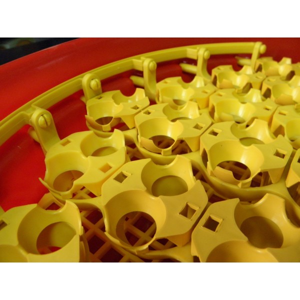 Alveole de prepelita